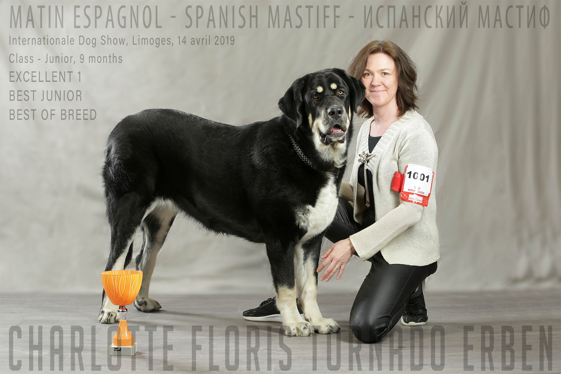 matin espagnol exposition meilleur de race spanish mastiff best of the breed EN