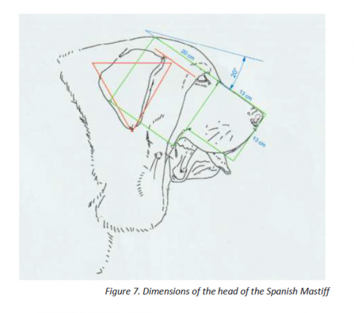Dimensions of the head of the Spanish Mastiff