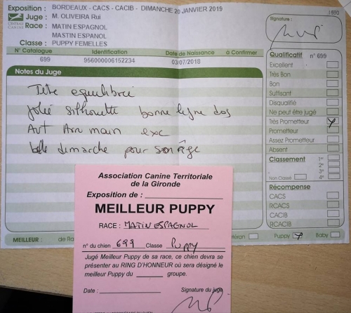 Exposition canine Bordeaux 20 janvier 2019 Matin espagnol Best Puppy