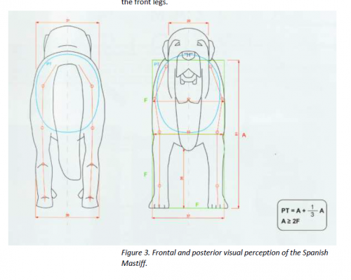 Frontal and posterior visual of the Spanish Mastiff