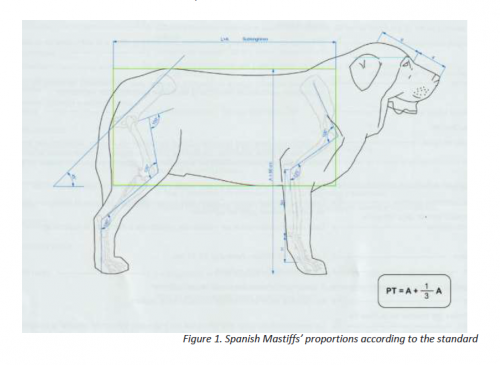 Spanish Mastiff proportions according to the standard