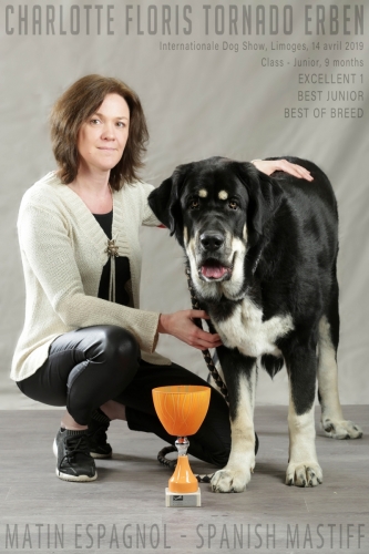 spanish mastiff best of the breed France Limoges EN
